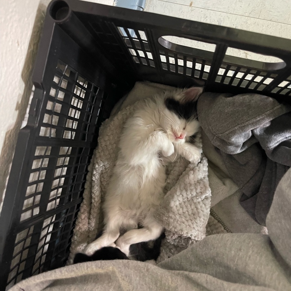 Meet your Posher, Kevin